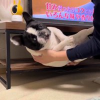 テレビ台の中の小型犬を引き出す飼い主