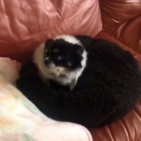 耳が倒れるちーちゃん