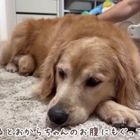 子猫がおからちゃんのお腹へ