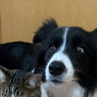 驚き