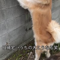 前脚を塀にかける犬