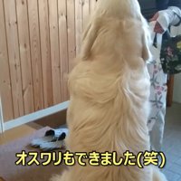 指示に従ってお座り