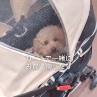 すいーぶ君の変化7