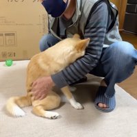 おじいちゃんの足の間に顔を埋める犬