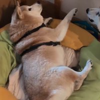 驚いて横になりながら硬直するお姉ちゃん犬