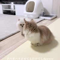 向かい合う犬と猫