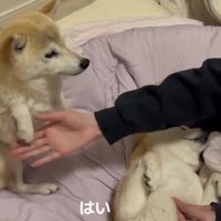 前脚を引っ込める犬