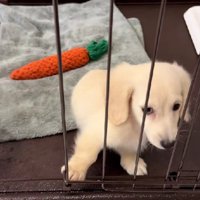 ケージから出してほしい…