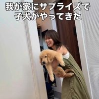 子犬との出会い