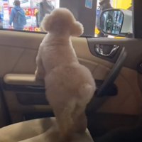 車でお迎えに来た犬
