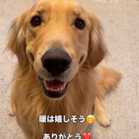 帽子を被った笑顔の犬