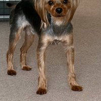 足が長い犬