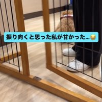 教室の中へ走っていくトイプー