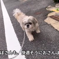 お母さんと一緒にお散歩♪