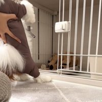 倒れる犬1