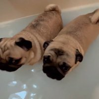 入浴する小型犬たち