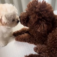 遊びに誘う妹犬