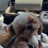 重なって眠るシーズー姉妹4