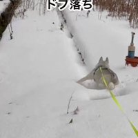 ドブにはまっちゃった！！