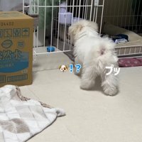 おならをする小型犬