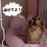口を開けて訴える犬