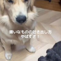 Ｑ太くんにみかんを投げたら4