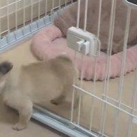 扉から出る犬