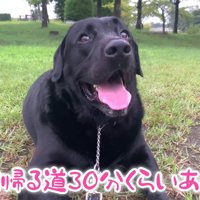 ムニくんのお散歩拒否2