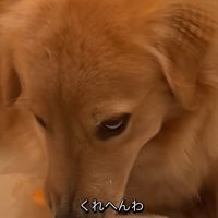 悪だくみをしていそうな表情の大型犬