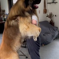 嬉しそうなレオンベルガー