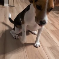 ペルルちゃんの「待て」8