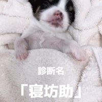 タオルにくるまれて眠る犬