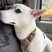 強ばった表情を浮かべる犬