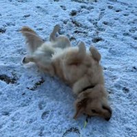 雪の上に寝そべる大型犬