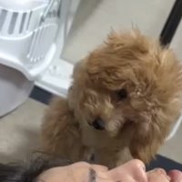 首をかしげる犬2