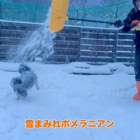 龍之介くんの雪遊び6