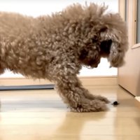 虫に威嚇する犬