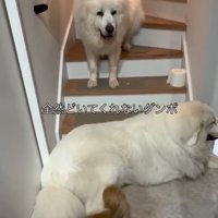 困った様子で佇む犬