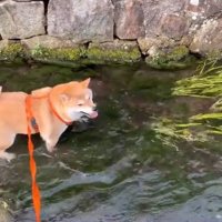 楽しそうなわらびちゃん