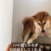 喜ぶ柴犬