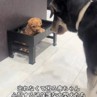 「閉じ込められてる…！」