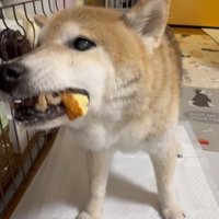 しっかり噛んで食べるよ♪
