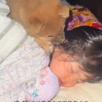 娘さんを舐める子犬