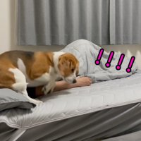 「うわっ、やっぱり何かいる！」