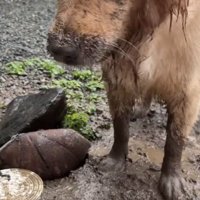 気まずそうに飼い主さんを見る泥だらけの犬