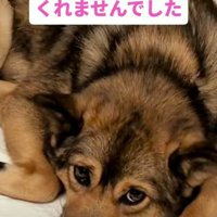 なかなか心を開かない…