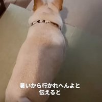 どこかへ向かう犬