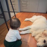 横になる犬と赤ちゃん