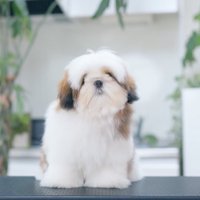カット台の上に座るもこもことした姿の子犬