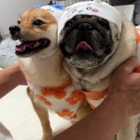 「吠えないように」